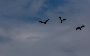 aves voando no céu azul com nuvens