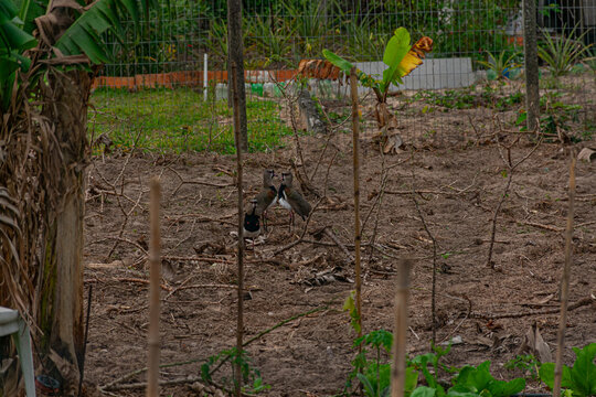 p&aacute;ssaros comendo em horta
