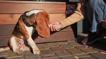 Beagle dog pet learning to give paw on command and getting treats at public park. Dog owner training tricks dog, Teaching discipline and obedient behavior through play