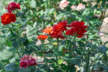 Beautiful red rose flowers growing in country rose garden. Rosebush abundant blooming in summer....