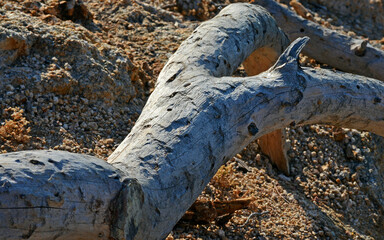 Felsen und Baum am Meer mit goldener Spiegelung