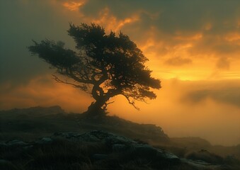 Obraz premium lone tree hill foggy sky middle earth orange inspiring stunningly young wind spirit