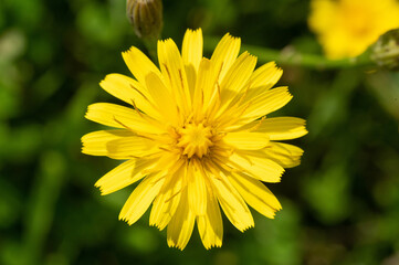Yellow wildflower with many petals, similar to a dandelion