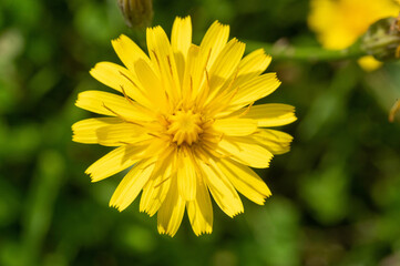 Yellow wildflower with many petals, similar to a dandelion