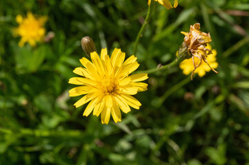 Yellow wildflower with many petals, similar to a dandelion