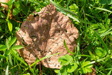 A dried brown aspen leaf against the background of thick green grass