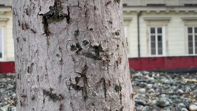 Ants crawl up and down the tree trunk.