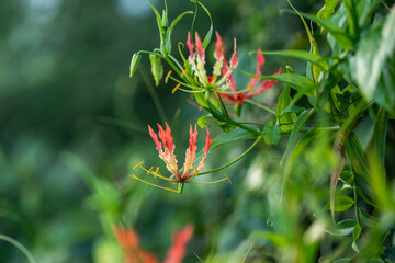 Flame Lily, also known as Gloriosa superba, is a stunning tropical flower with vibrant petals. Unique beauty and captivating presence in the garden