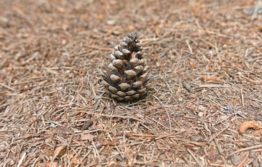 a lone pine cone on the ground in the woods in the center of the photo