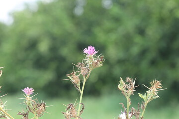 Centaurea calcitrapa is a species of flowering plant