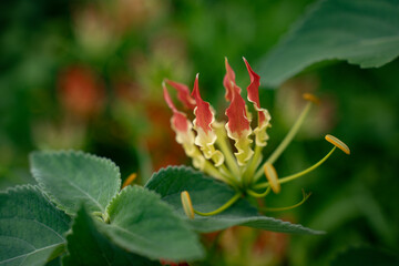 Flame Lily, also known as Gloriosa superba, is a stunning tropical flower with vibrant petals. Unique beauty and captivating presence in the garden