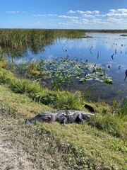 Alligator by the lake