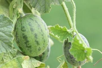 wild cucumber (Cucumis sativus var. hardwickii)	
