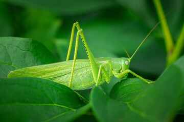 Meadow grasshopper, grasshopper.