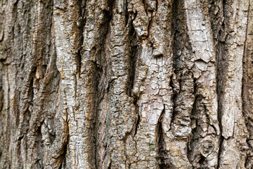 Close-up of tree bark with rough texture. A detailed close-up of tree bark showcasing its rough, cracked texture.