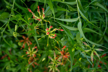 Flame Lily, also known as Gloriosa superba, is a stunning tropical flower with vibrant petals. Unique beauty and captivating presence in the garden
