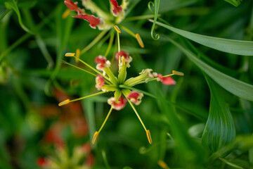 Flame Lily, also known as Gloriosa superba, is a stunning tropical flower with vibrant petals. Unique beauty and captivating presence in the garden