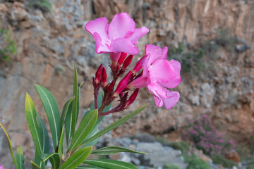 Closeup of the pink-red flowers and flower buds of Oleander 
