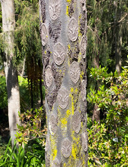 Australian tree fern cyathea cooperi