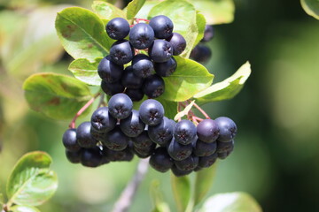 Sweden. Aronia melanocarpa, called the black chokeberry, is a species of shrubs in the rose family native to eastern North America, ranging from Canada to the central United States.