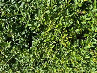 Obraz premium Green Leaves Pattern Background, Natural Lush Foliages of Leaf Texture