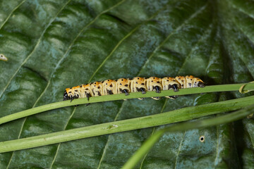 The butterfly caterpillar (lat. Cucullia lactucae) feeds on the buds of the thistle inflorescences.