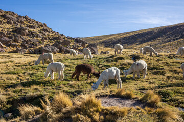 Obraz premium Alpacas grazing in the fields of Arequipa Peru