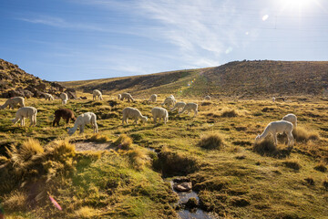 Alpacas grazing in the fields of Arequipa Peru