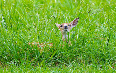 Whitetail fawn natural behavior in a herd at a Wildlife sanctuary in Rome Georgia.