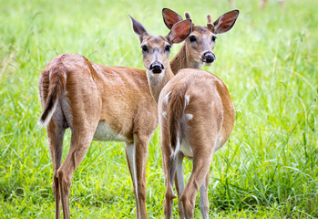 Juvenile whitetail deer buck in a deer herd at a wildlife sanctuary in Rome Georgia.