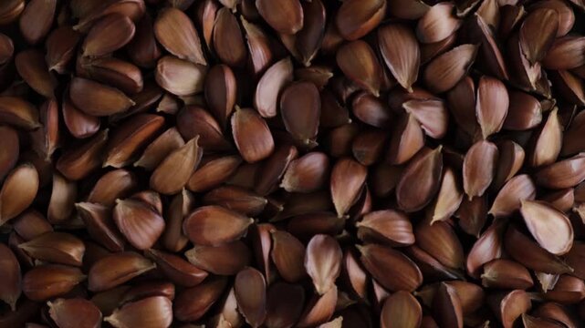 Dried roasted Beech nuts, close-up. Fruits of European beech tree (Fagus sylvatica).  4K Video, top view, rotation.