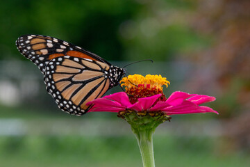 Orange monarch butterfly perched on bright pink zinnia flower with yellow center