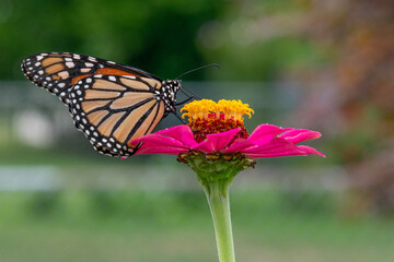 Orange monarch butterfly perched on yellow center of pink zinnia in flower garden