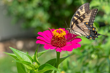 Yellow Eastern Tiger Swallowtail butterfly perched on perfect pink zinnia flower in garden