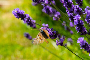 Butterfly visiting a lavender flower.