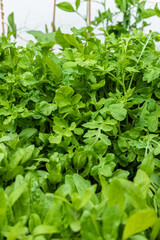 Fresh green salad in a garden.