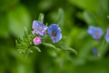 Purple and pink poppy flowers blooming in a garden.