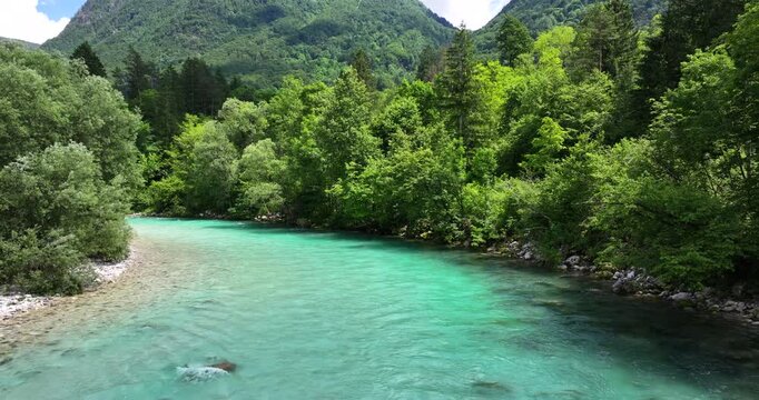 Clear Turquoise Soca River Flowing Through Vibrant Green Forests in a Mountainous Landscape in Slovenia