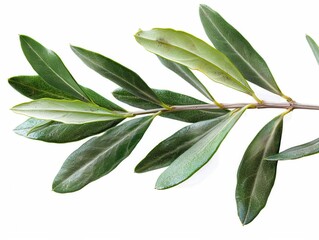 Naklejka premium Fresh Olive Leaves Close-up: Healthy Ingredient for Nourishing Green Food