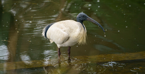 Australian White Ibis