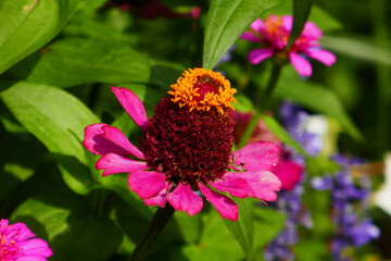 zinnien
