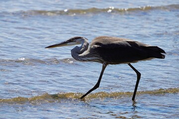The great blue heron (Ardea herodias) is a large wading bird in the heron family Ardeidae.
