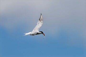 Common tern with caught fish.