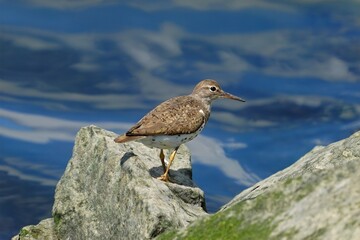 The spotted sandpiper (Actitis macularius) is a small shorebird.