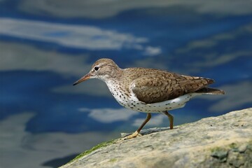 The spotted sandpiper (Actitis macularius) is a small shorebird.