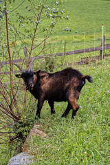 A goat in a garden eats green grass.