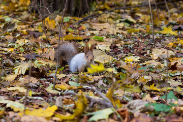 A gray squirrel with an orange tail in an autumn park. Autumn Forest