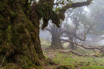 Magical Fanal Laurel Forest on the island of Madeira