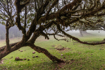 Magical Fanal Laurel Forest on the island of Madeira