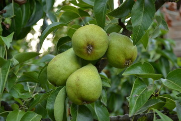 A cluster of four green pears hanging on a branch in a garden